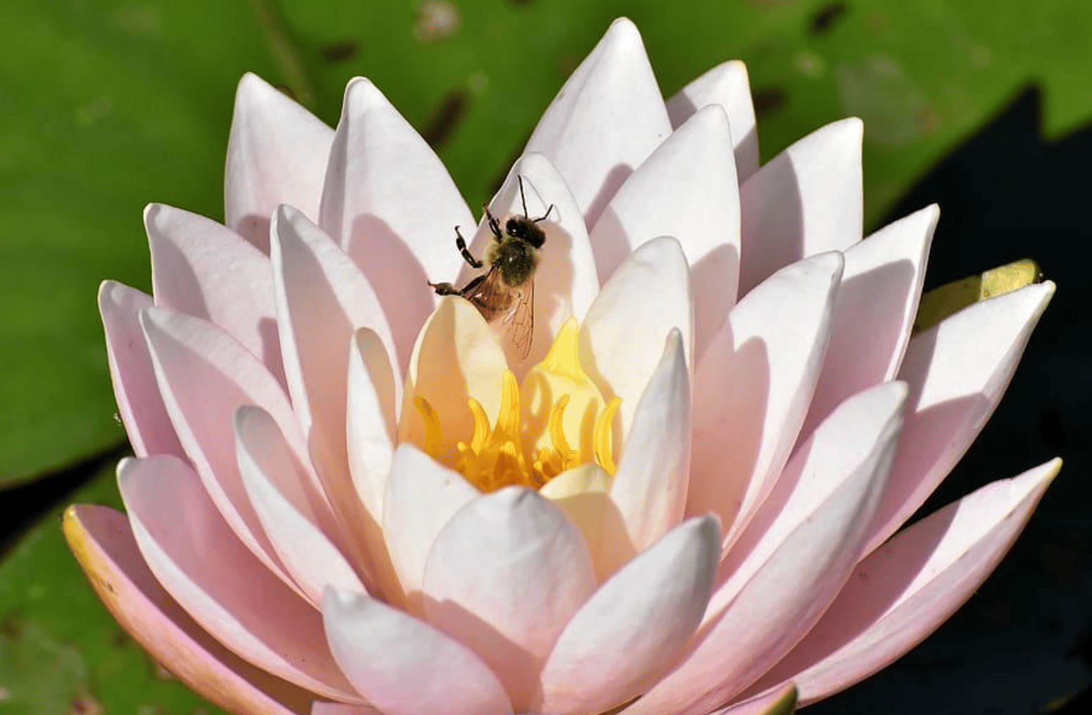 Bee and flower photograph